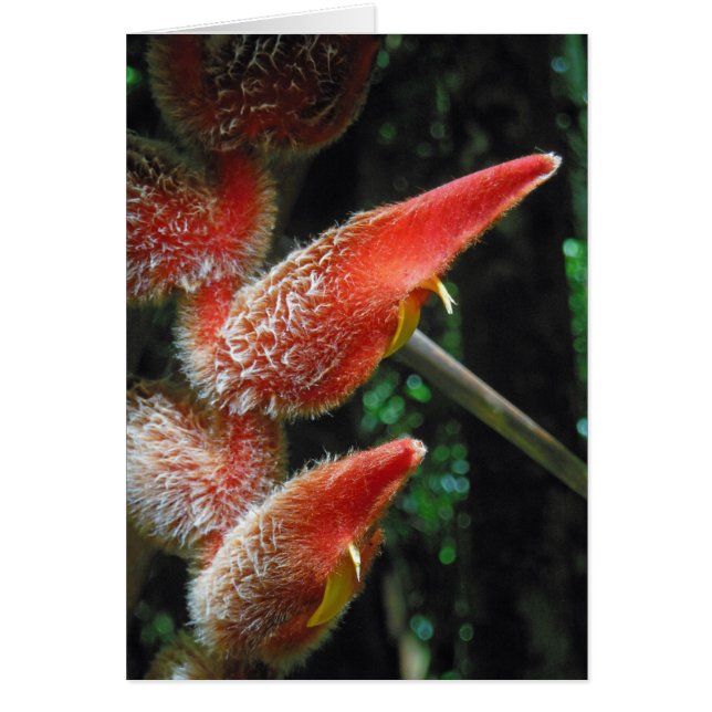 Hawaiian Heliconia (Front)