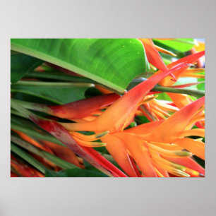 Hawaiian Heliconia Flowers Poster