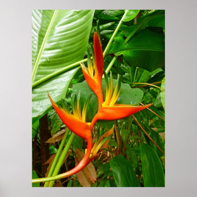 Hawaiian Heliconia Poster (Front)