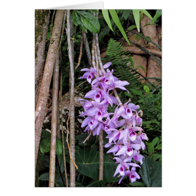 Hawaiian Honohono Orchids (Front)