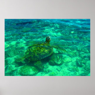 Hawaiian Honu Sea Turtle (36" x 24") Poster