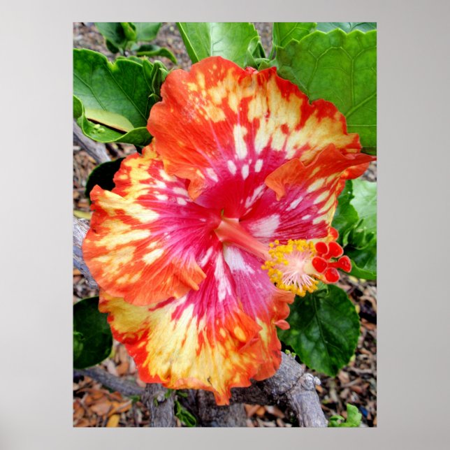 Hawaiian Hybrid Hibiscus Poster (Front)