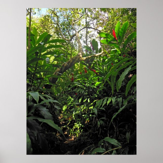 Hawaiian Jungle Trail Poster (Front)