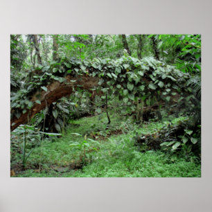 Hawaiian Jungle Vines Poster