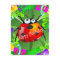 Hawaiian ladybug standing on a four leaf clover
