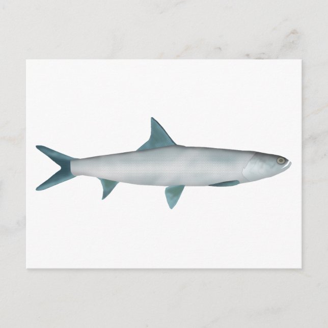 Hawaiian Ladyfish Postcard (Front)