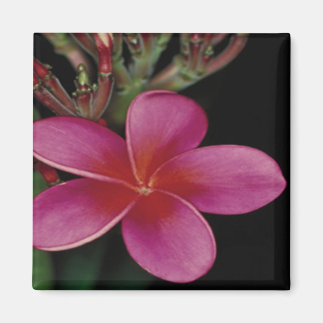 Hawaiian Magnet (Front)