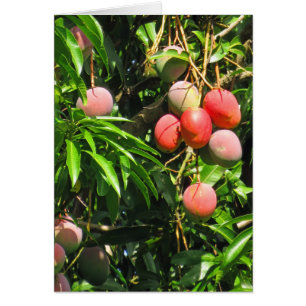 Hawaiian Mangoes