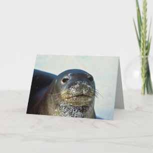 Hawaiian Monk Seal Card