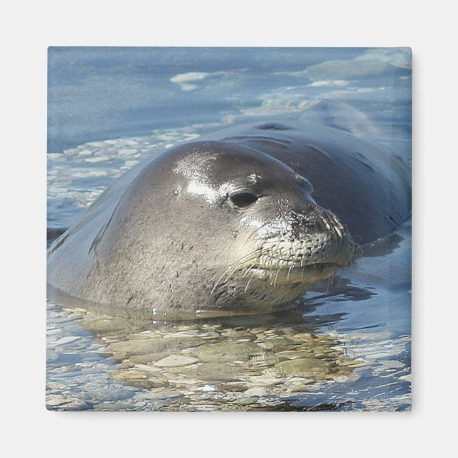 Hawaiian Monk Seal Magnet (Front)