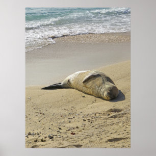Hawaiian monk seal poster