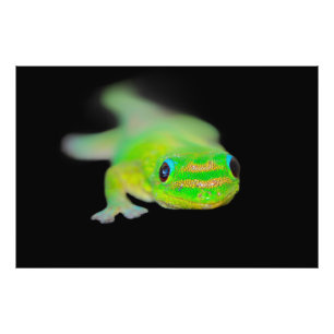 Hawaiian Neon Coloured Gecko Photo Print