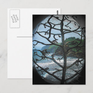 Hawaiian Ocean Beach Tree Photo Spotlight Postcard