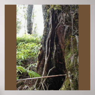 HAWAIIAN OHIA TREE POSTER