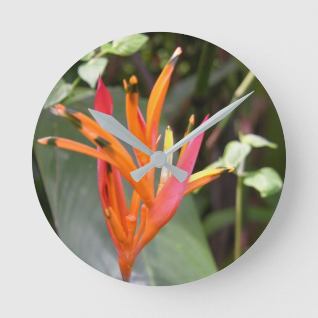 Hawaiian Orange Bird of Paradise Flower Square Wal Round Clock (Front)