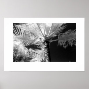 Hawaiian Palm Tree Poster