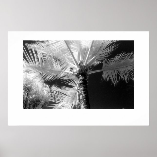 Hawaiian Palm Tree Poster (Front)