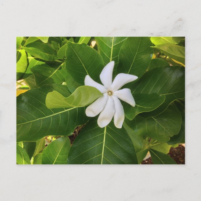 Hawaiian Pikake Jasmine Blossom Postcard (Front)