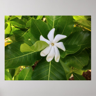 Hawaiian Pikake Jasmine Blossom Poster