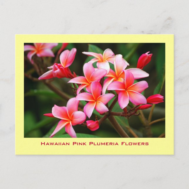 Hawaiian Pink Plumeria Flowers, Maui Postcard (Front)