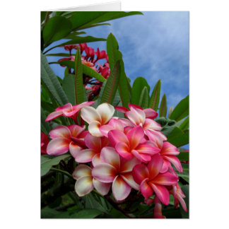 Hawaiian Plumeria