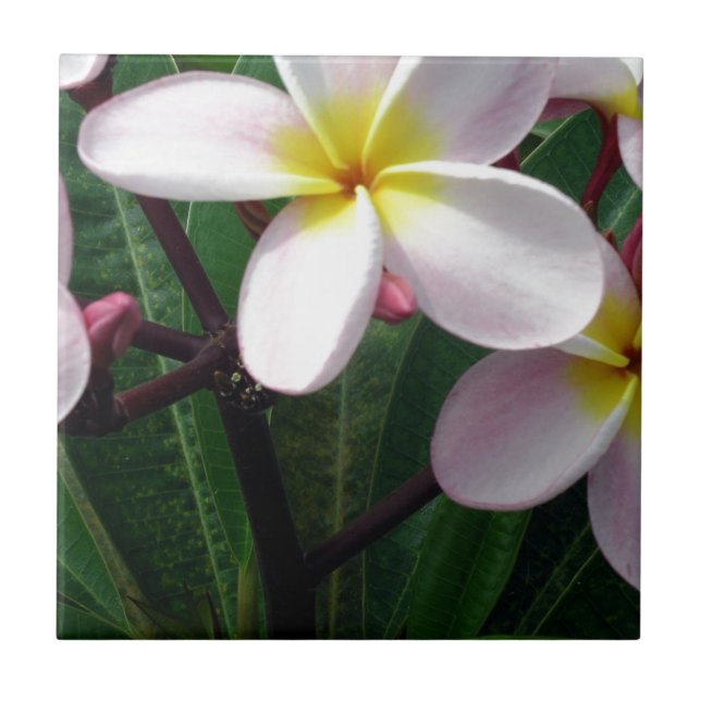 Hawaiian Plumeria Flowers Ceramic Tile (Front)