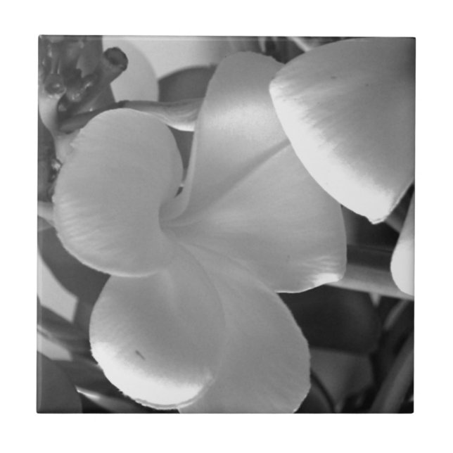 Hawaiian Plumeria Flowers in Black and White Tile (Front)