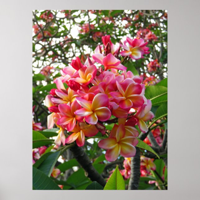 Hawaiian Plumeria Poster (Front)