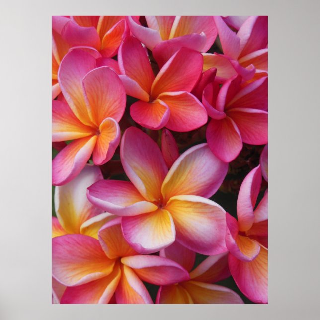 Hawaiian Plumeria Poster (Front)