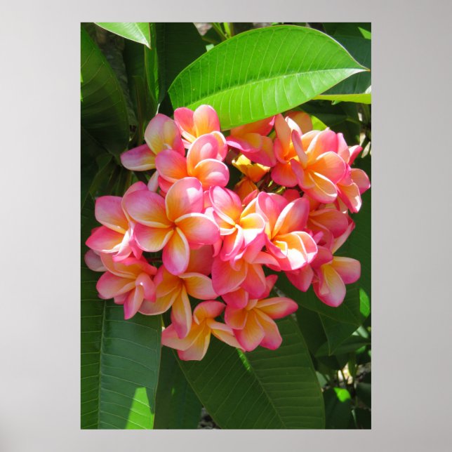 Hawaiian Plumeria Poster (Front)