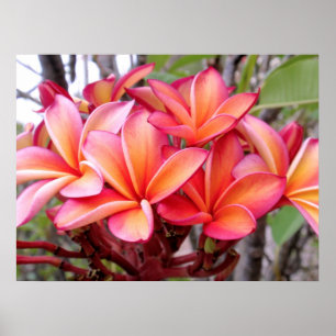 Hawaiian Plumeria Poster