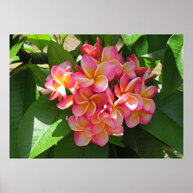 Hawaiian Plumeria Poster (Front)