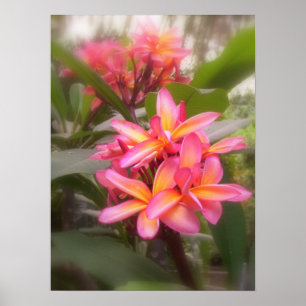 Hawaiian Plumeria Poster