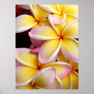 Hawaiian Plumeria Poster