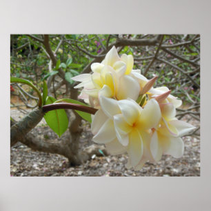 Hawaiian Plumeria Poster