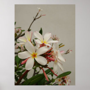 Hawaiian Plumeria Poster