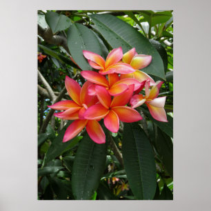 Hawaiian Plumeria Poster