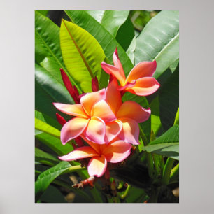 Hawaiian Plumeria Poster