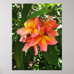 Hawaiian Plumeria Poster
