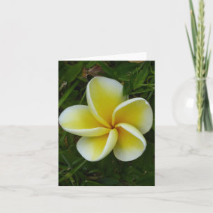 Hawaiian Plumeria Small Folded Greeting Card