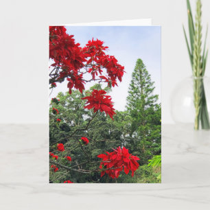 Hawaiian Poinsettias Card