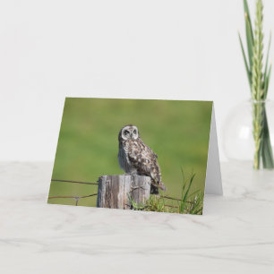 Hawaiian Pueo Card