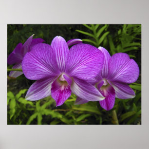 HAWAIIAN PURPLE ORCHID POSTER