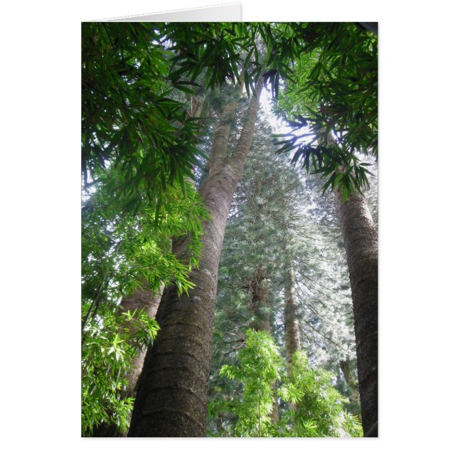 Hawaiian Rain Forest (Front)