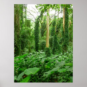 Hawaiian Rain Forest Poster