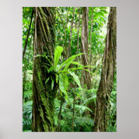 Hawaiian Rain Forest