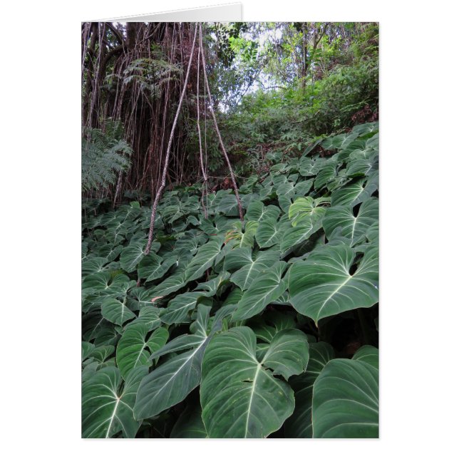 Hawaiian Rainforest (Front)