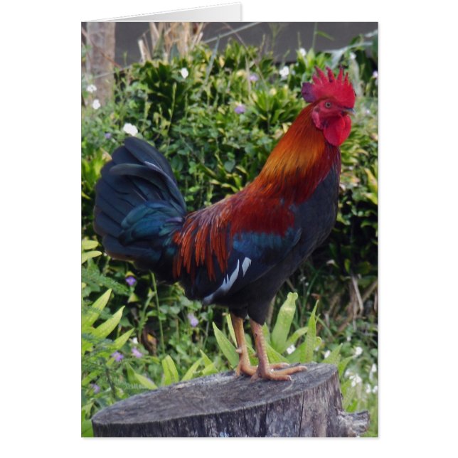 Hawaiian Rooster (Front)
