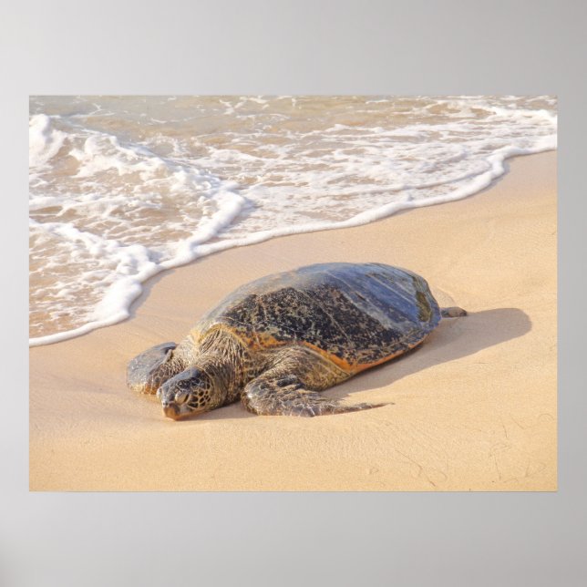 Hawaiian Sea Turtle Poster (Front)