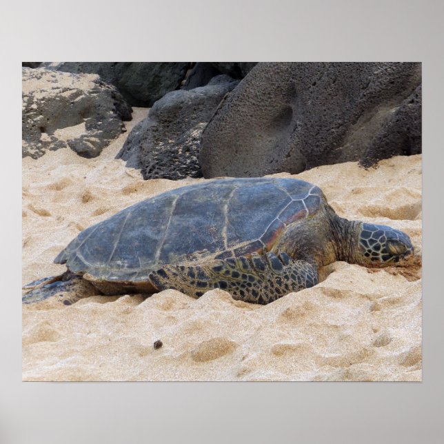 Hawaiian Sea Turtle Poster (Front)